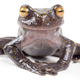 An adult Hyloscirtus hillisi, a newly described frog from from the Andes of Ecuador.